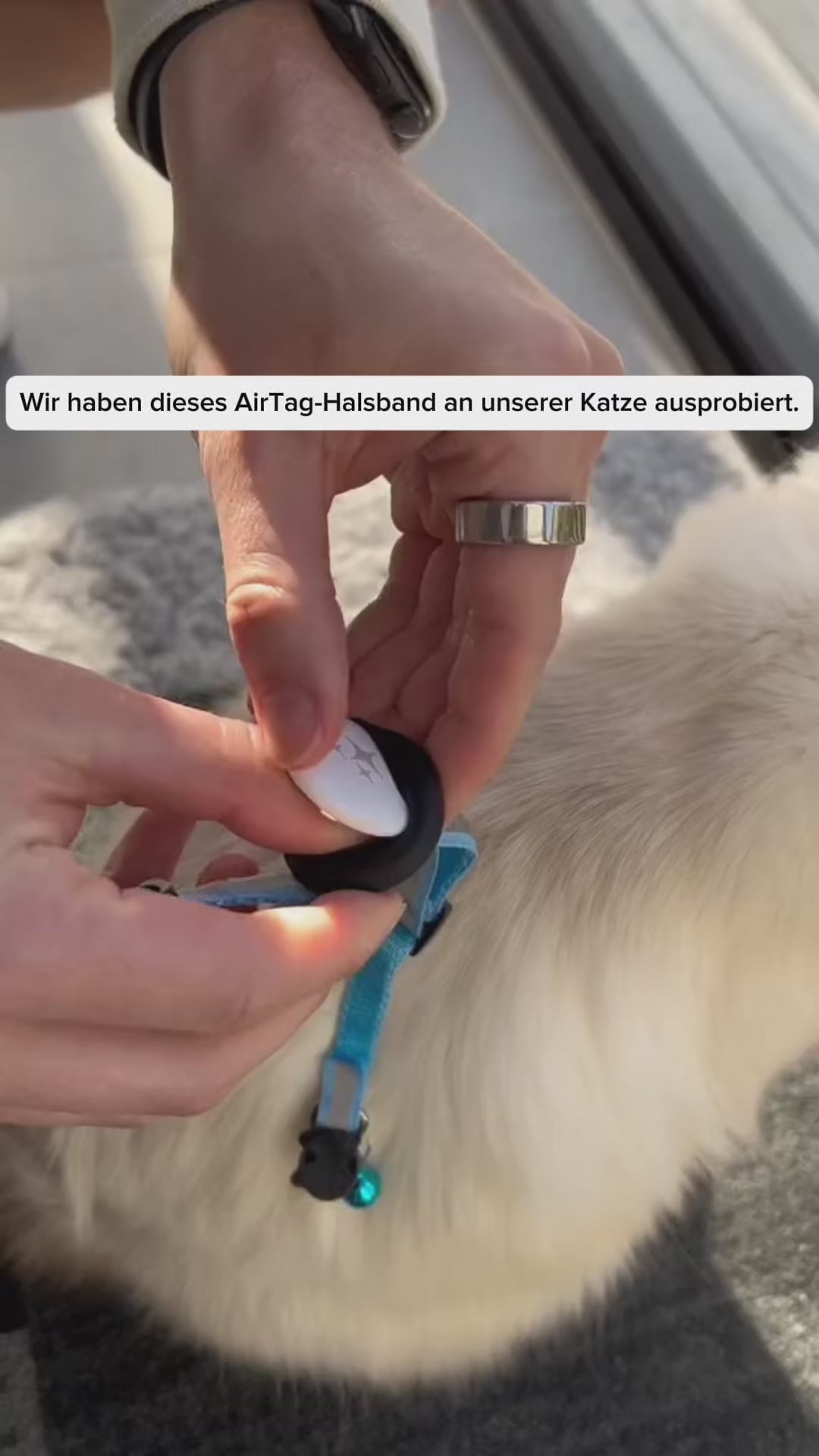 Haustier-Tracker-Halsband